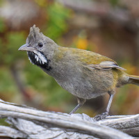 Western Whipbird (Black-throated)